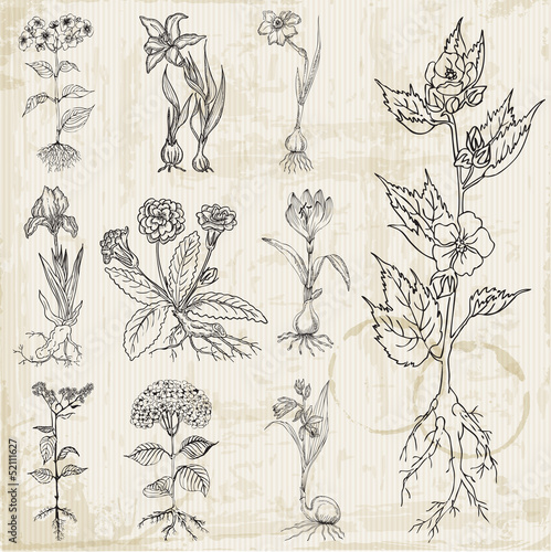 Set of Vintage Flowers - hand drawn - in vector