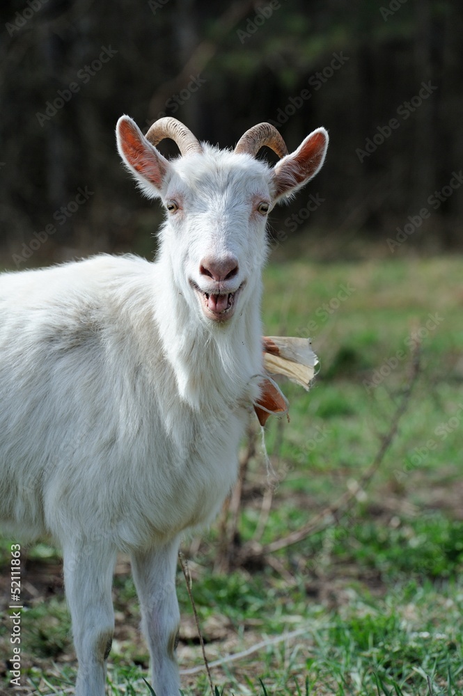 Bleating Goat on Pasture