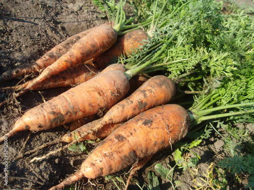 Свежая морковь на грядке