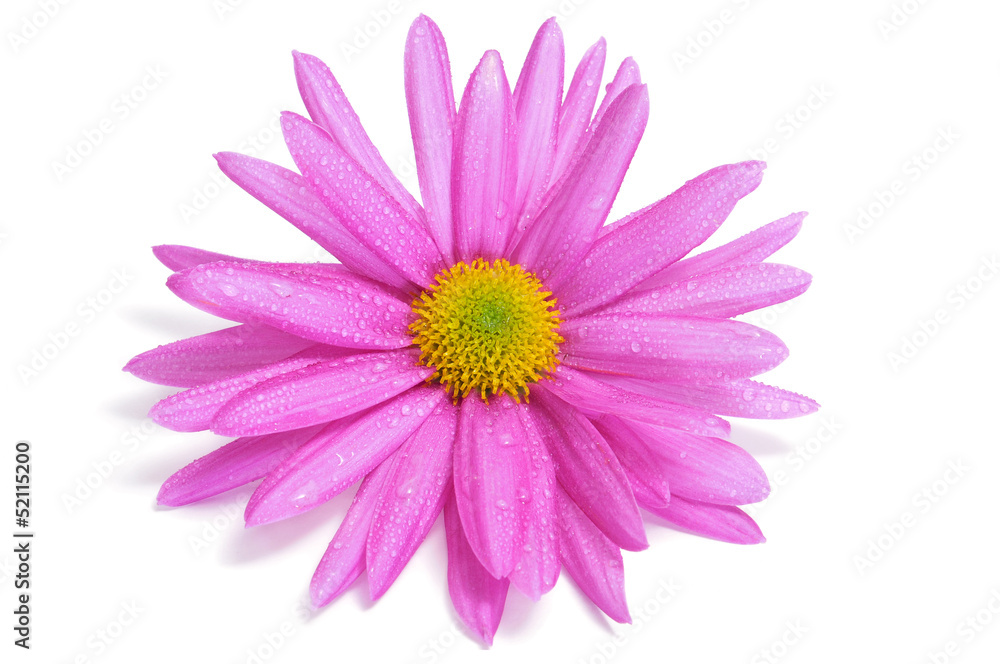 pink chrysanthemum