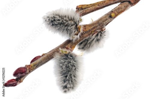 Branches of the pussy willow with flowering bud.Isolated.