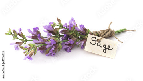 sage flower photo