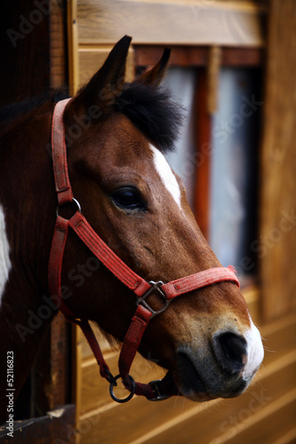 Horse © bizoo_n