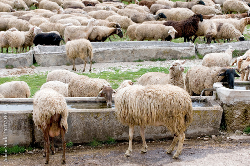 Canvas Print thirsty sheep