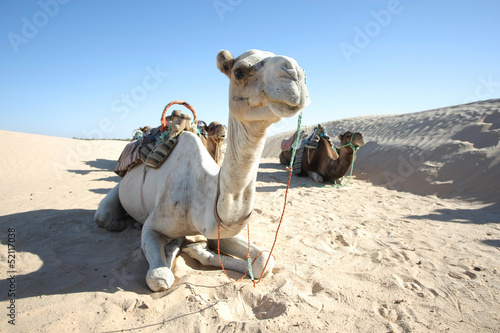 Camels in Sahar