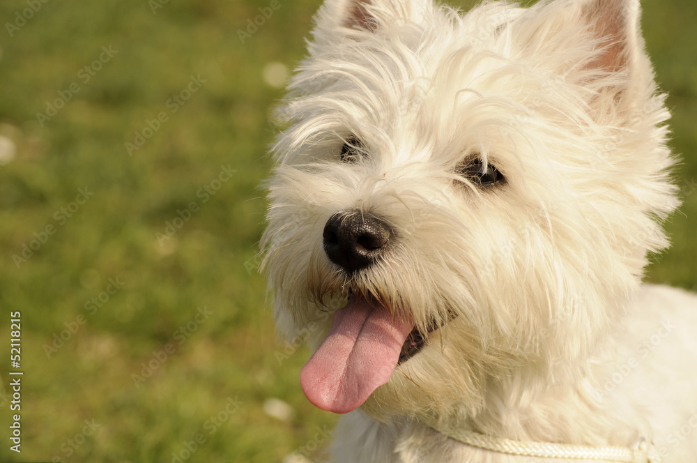 West Highland White Terrier West Highland White Terrier