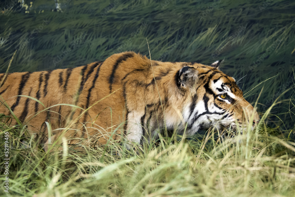 Obraz premium Tiger