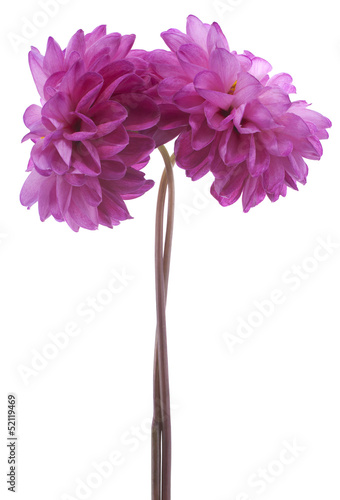 Fototapeta Naklejka Na Ścianę i Meble -  dahlia