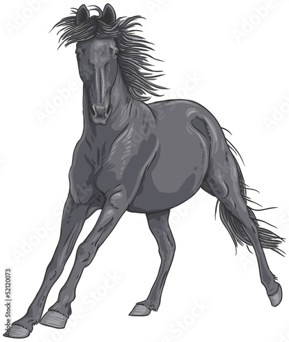 Isolated black galloping horse illustration