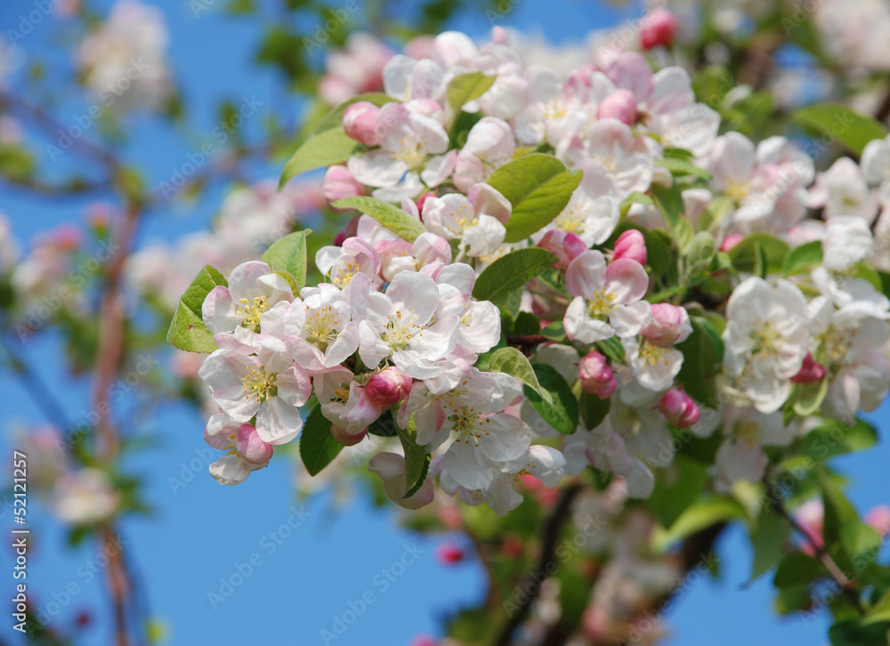 Obraz premium Closeup of a cluster of crab apple blossom