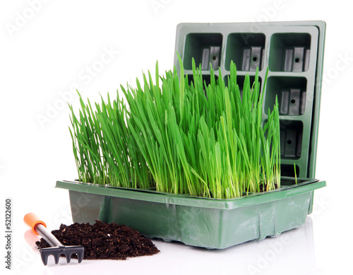 Seed box with seedling isolated on white