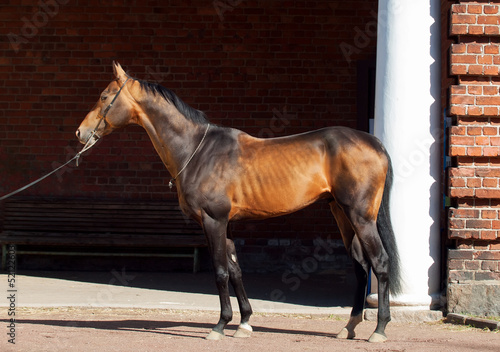 Obraz na plátně exterior of bay purebred akhal-teke stallion