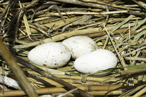 Grey Heron (Ardea cinerea) nest with eggs photo