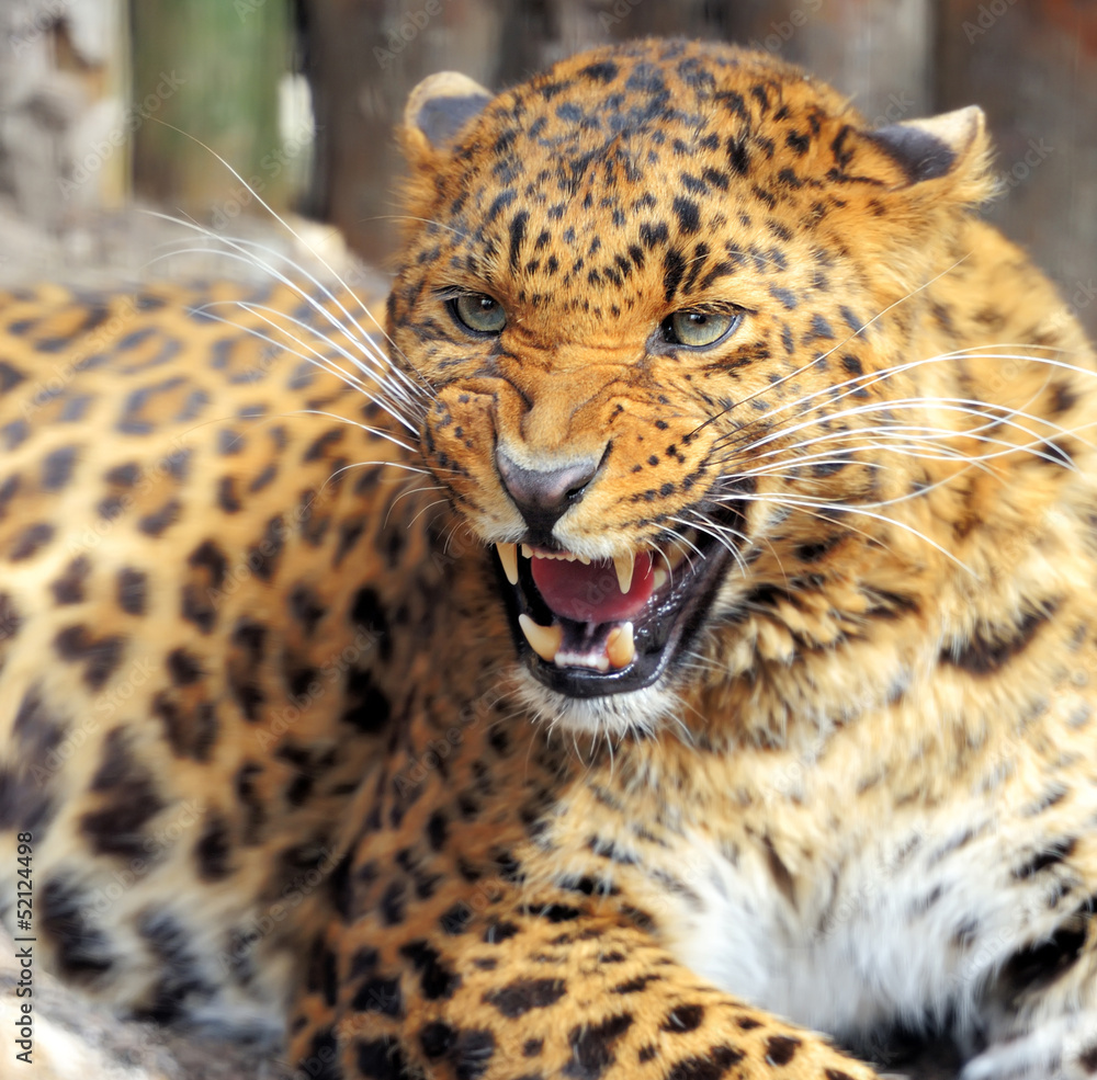 Obraz premium Leopard