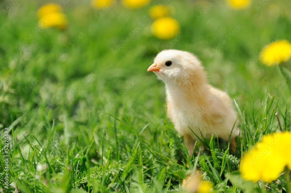Little chicken Little chicken
