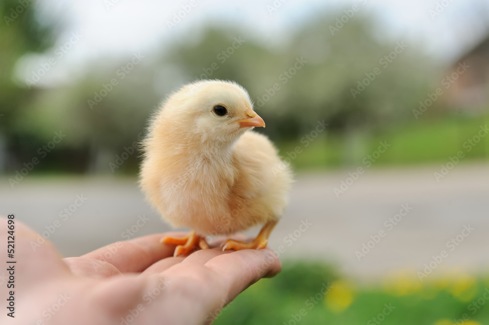 Obraz premium Little chicken