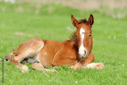 Colt on a meadow