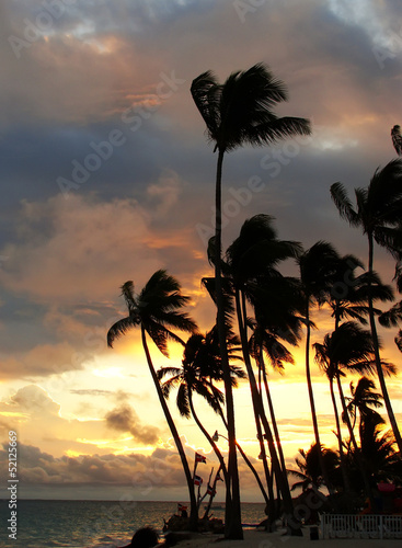 Silhouettes of palm trees on a tropical beach at sunrise