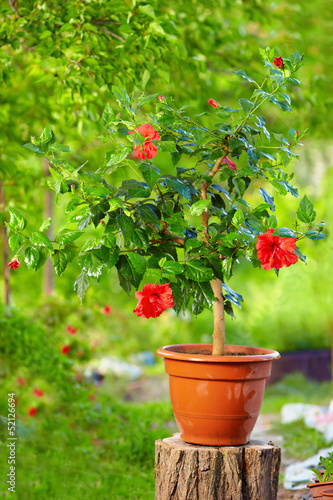 Fényképezés potted hibiscus plant on colorful background, in garden