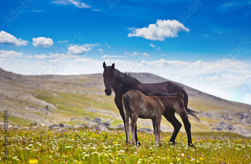 One horse with foal on mountain