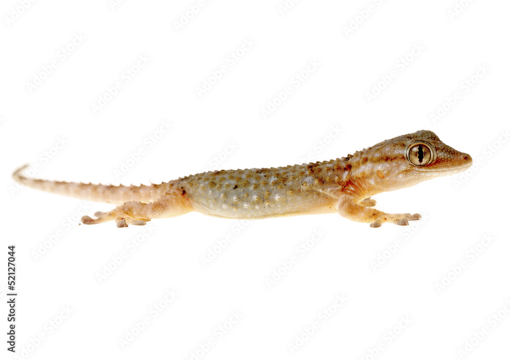 gecko gecko