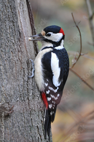 Buntspecht, Great Spotted Woodpecker