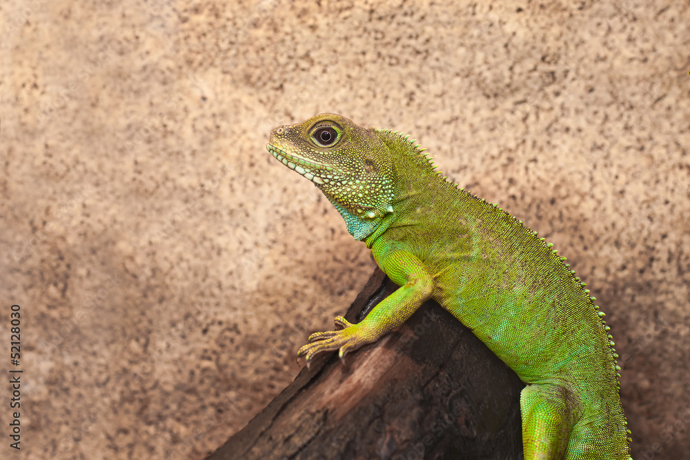 Green lizard on a brown background