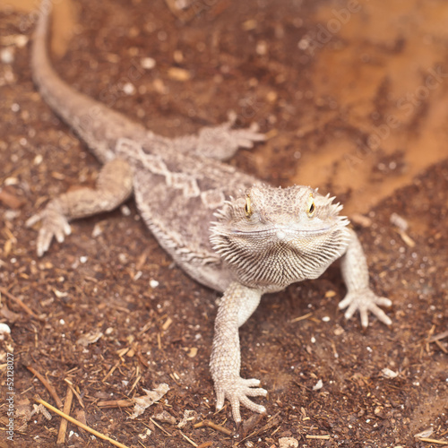 Grey lizard closeup