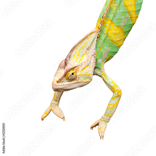 Chameleon upside down on a white background