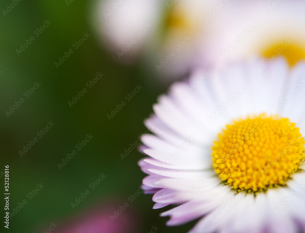 Obraz premium daisy flower