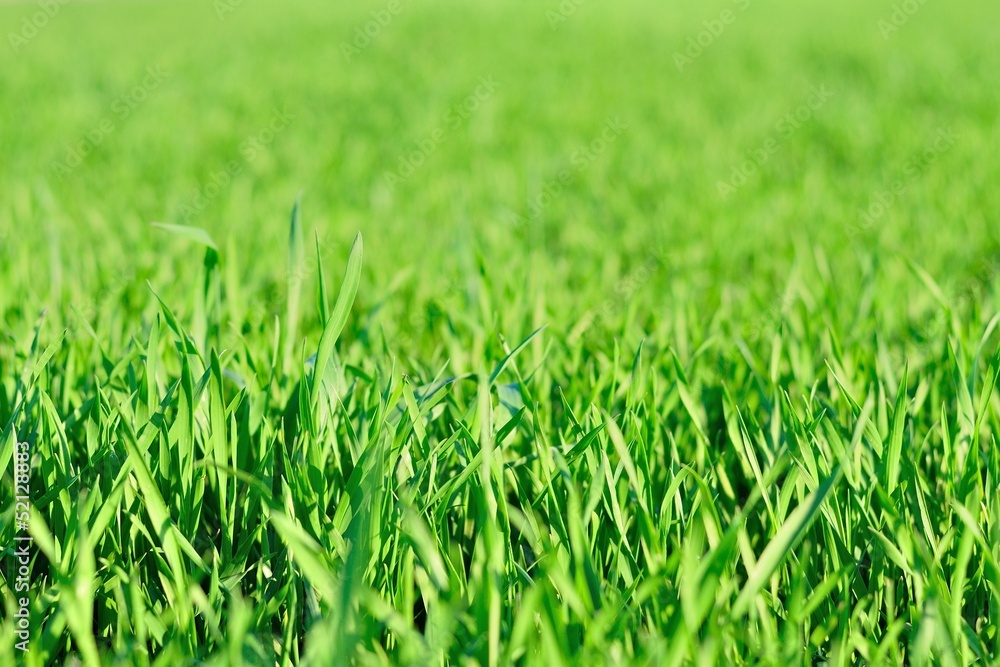 Detail view of green grass in garden in spring Detail view of green grass in garden in spring