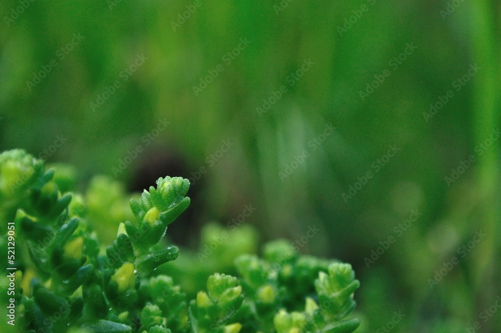 Detail view of plant background Detail view of plant background