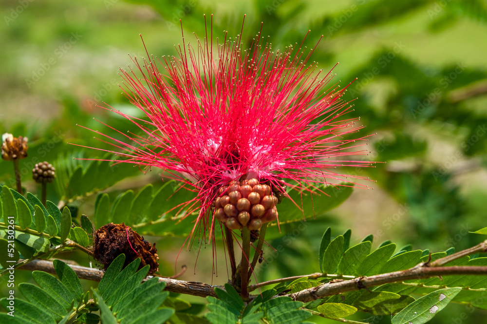 Flower with Berry