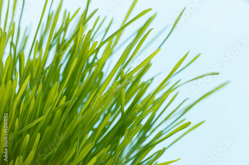 spring grass
