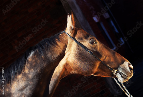 beautiful portrait of bay purebred akhal-teke stallion