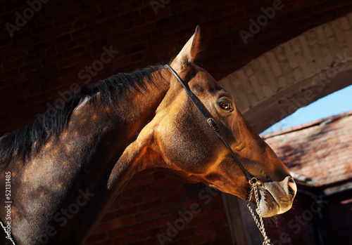 beautiful portrait of bay purebred akhal-teke stallion at the da