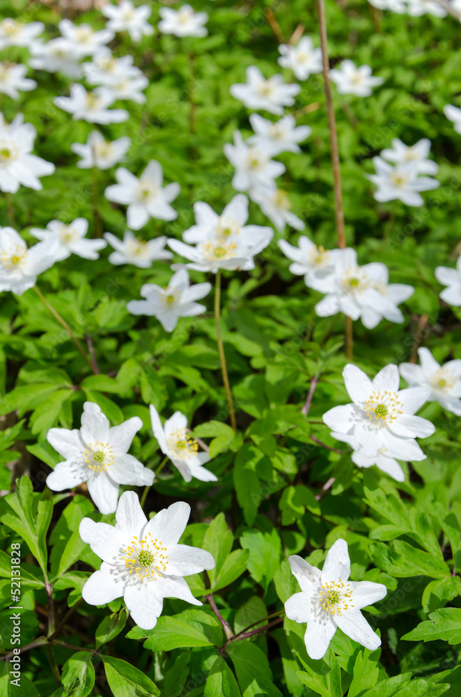 Vertical view of Swedish anemone flowers Vertical view of Swedish anemone flowers