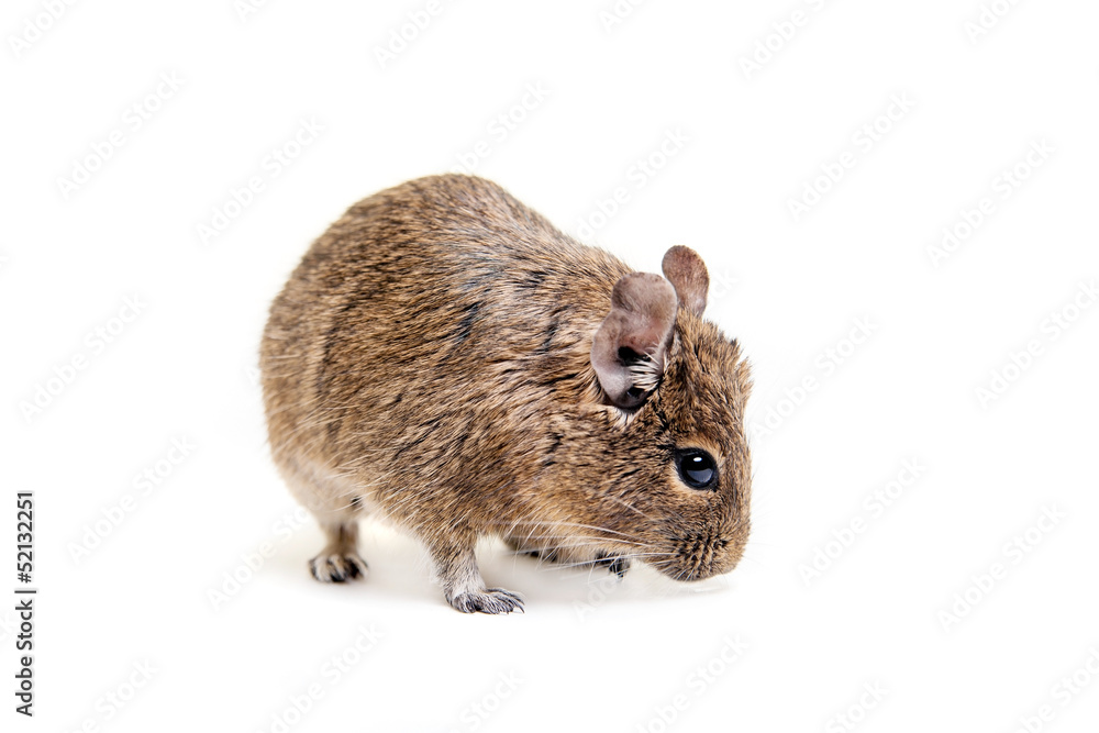 The Degu (Octodon degus) or Brush-Tailed Rat The Degu (Octodon degus) or Brush-Tailed Rat