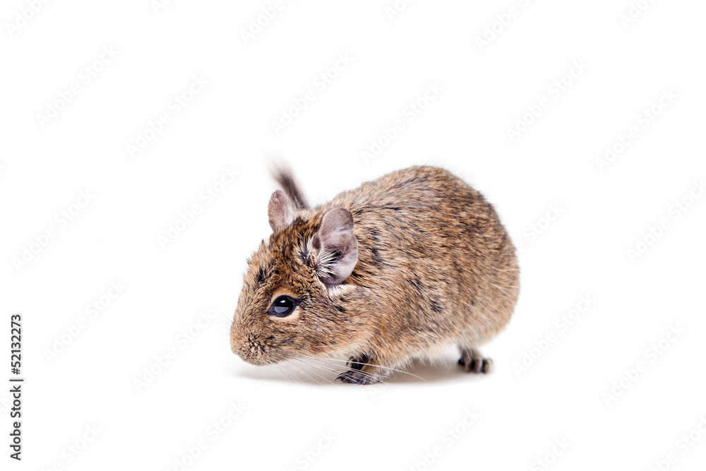 The Degu (Octodon degus) or Brush-Tailed Rat The Degu (Octodon degus) or Brush-Tailed Rat
