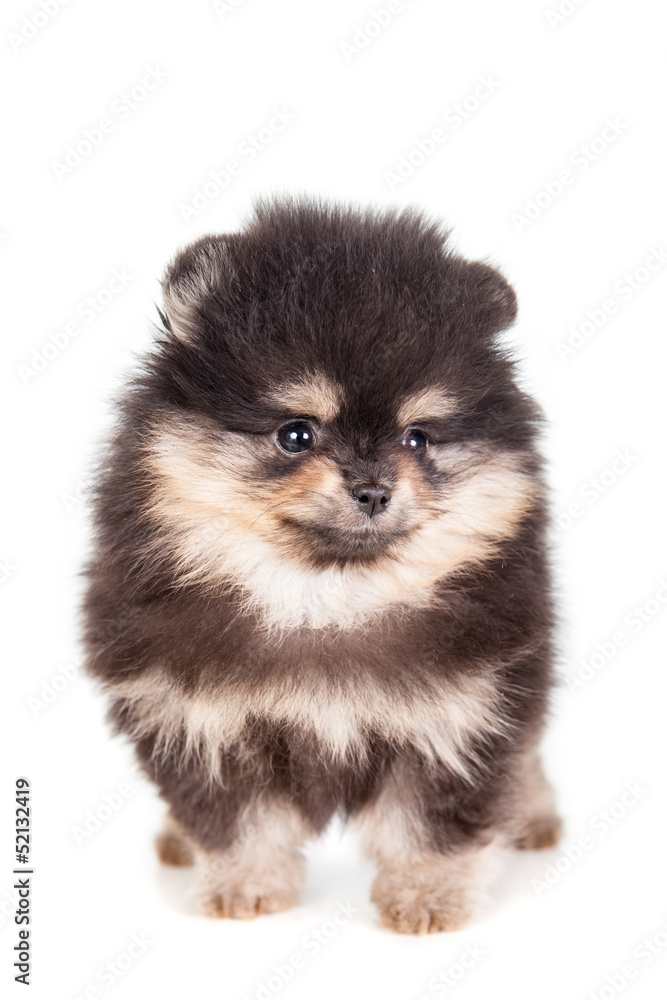 Miniature Spitz puppy standing on a white background