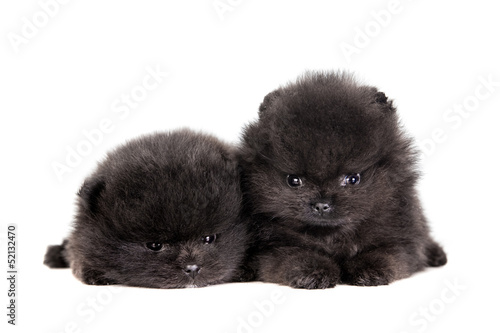 Two Pomeranian Puppies (1,5 mounth) on a white background