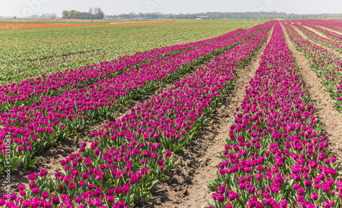 Fototapeta Naklejka Na Ścianę i Meble -  Purple tulips field