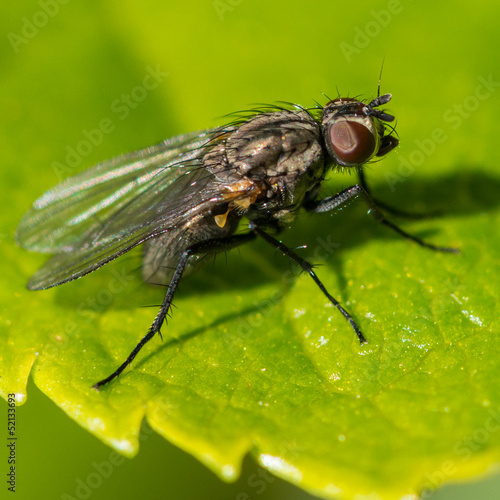 Small Hairy Fly
