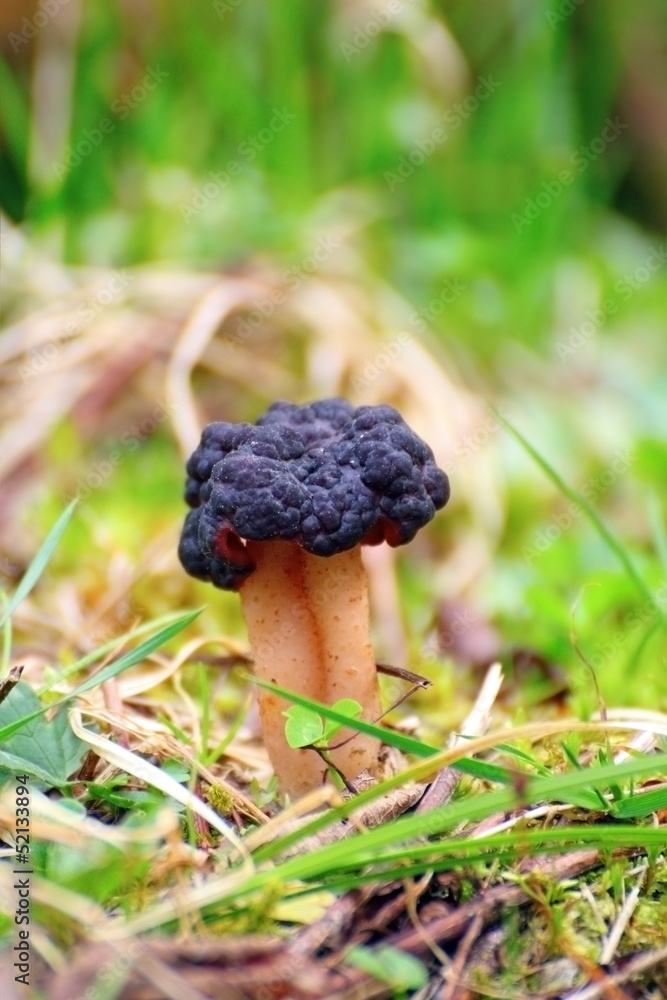 wild mushroom wild mushroom