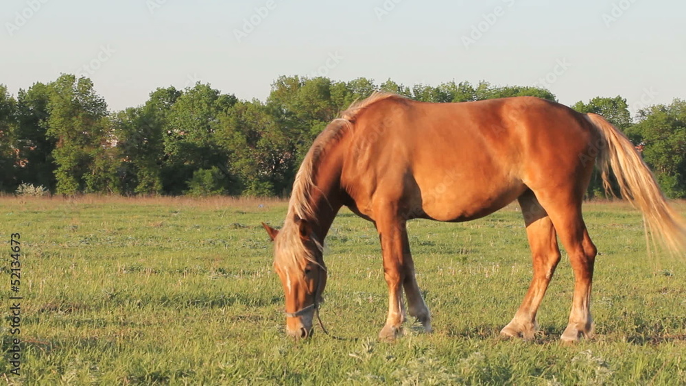 Brown horse eating grass on the field under the warm evening sun Brown horse eating grass on the field under the warm evening sun