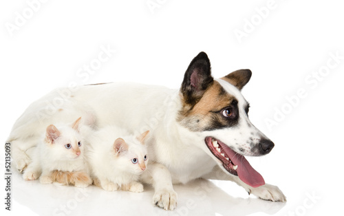 adult big dog and two kittens. isolated on white background 