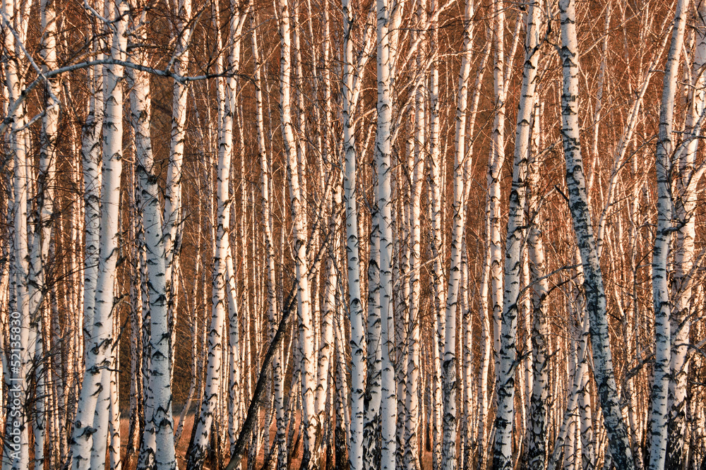 spring birch trees in sunlight