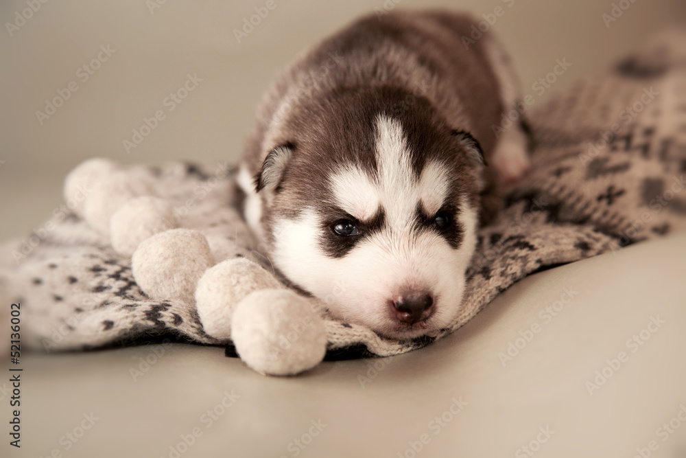 Fototapeta premium husky