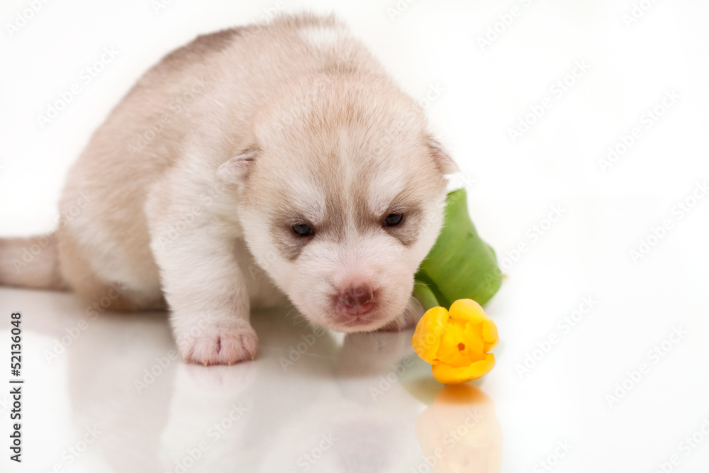 newborn puppy newborn puppy