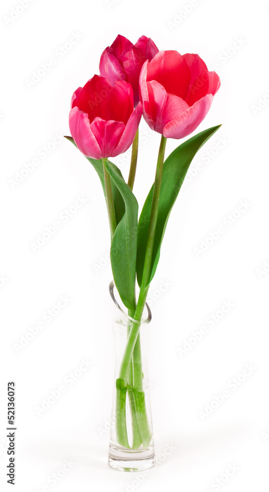 Obraz premium tulipany